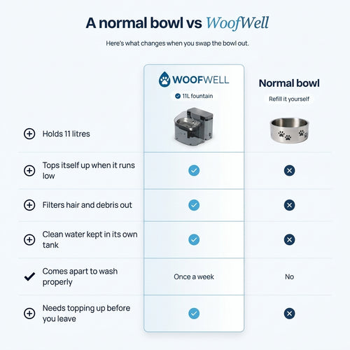 WoofWell Automatic Filtering Dog Water Fountain